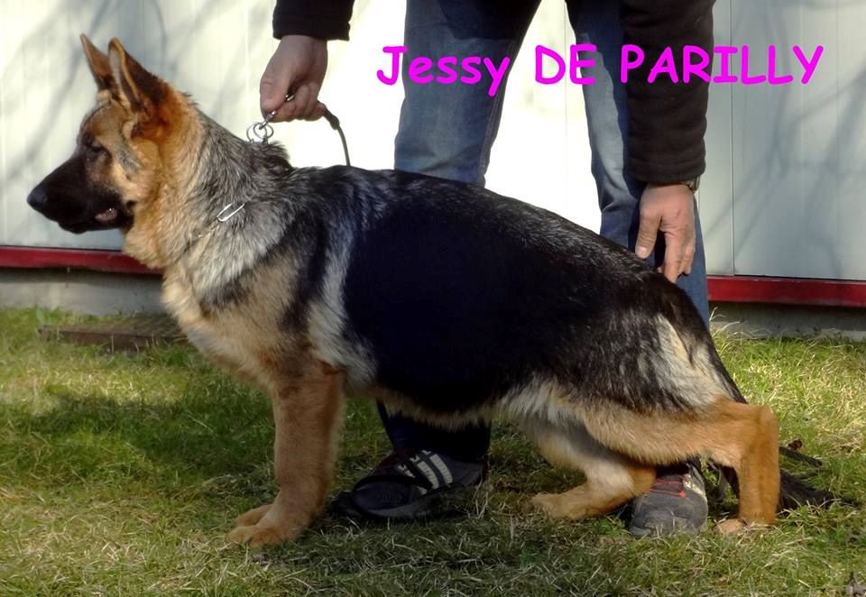 Jessy De parilly