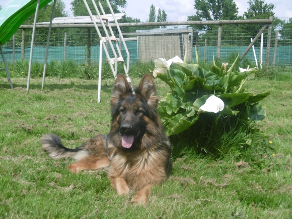 Nefertiti du marais de Lilou