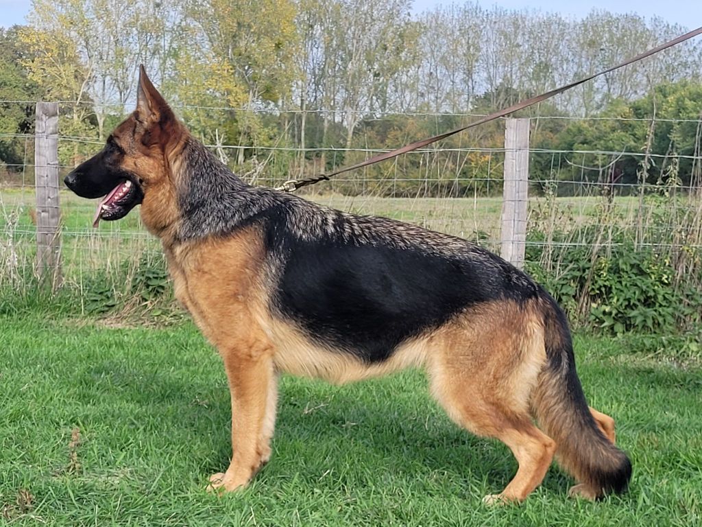 Simone du marais de Lilou