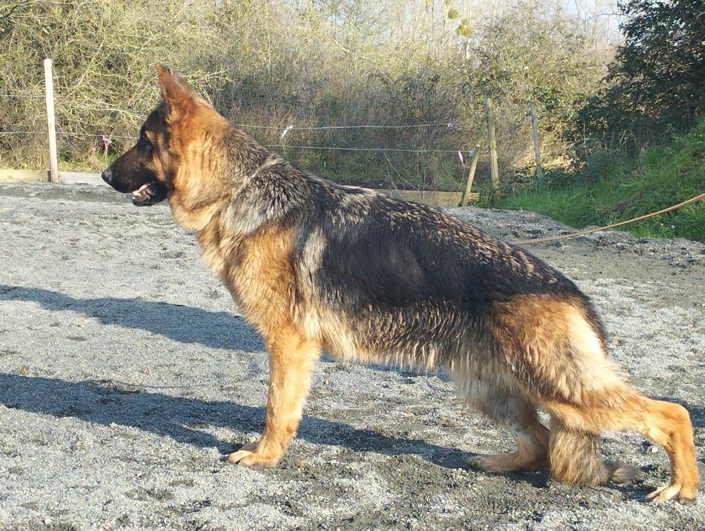 Tzigane du marais de Lilou