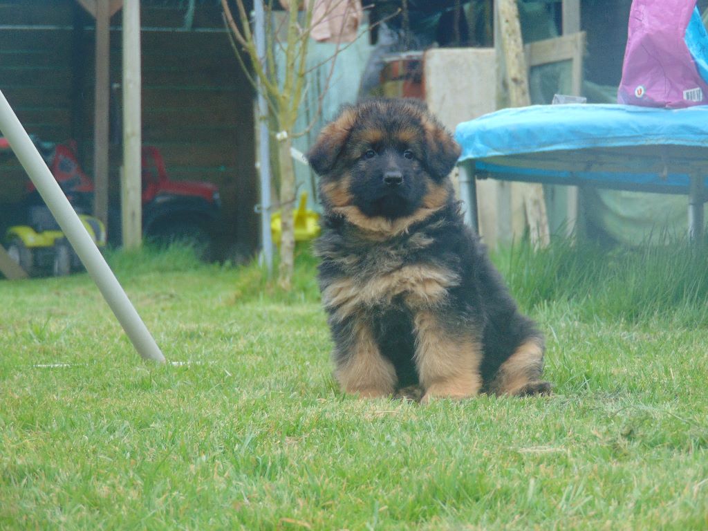 Chiots